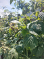 For sale:  home - дп. Dorozhnik (10481-408) | Dom2000.com #75746195