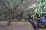 For sale:  land - Kerkyra (Corfu island) (7511-412) | Dom2000.com #50170564