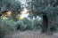 For sale:  land - Athos (4116-432) | Dom2000.com #24512086