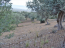 For sale:  land - Евія (7679-471) | Dom2000.com #51380241