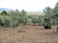 For sale:  land - Евія (7679-471) | Dom2000.com #51380242