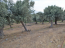 For sale:  land - Евія (7679-471) | Dom2000.com #51380249