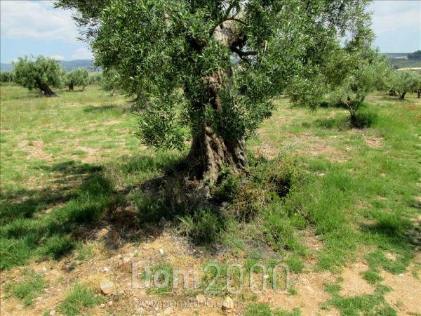 For sale:  land - Sithonia (4112-472) | Dom2000.com