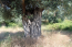 For sale:  land - Athos (4116-478) | Dom2000.com #24512626