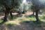 For sale:  land - Athos (4116-478) | Dom2000.com #24512630