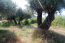 For sale:  land - Athos (4116-478) | Dom2000.com #24512631