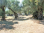 For sale:  land - Zakynthos (4116-504) | Dom2000.com #24512891