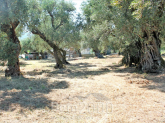 Продам земельну ділянку - Zakynthos (4116-504) | Dom2000.com