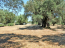 For sale:  land - Zakynthos (4116-504) | Dom2000.com #24512892