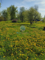 For sale:  land - 7 str., д. Pozdnovo (10338-509) | Dom2000.com #75398420