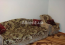 Lease 2-room apartment - Харьковское шоссе, 56 str., Darnitskiy (9184-529) | Dom2000.com #62728527