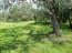 For sale:  land - Thasos (7679-534) | Dom2000.com #51380588