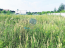 For sale:  land - Светлая улица str., п. Krasnyy Put (10533-535) | Dom2000.com #76338871