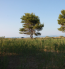 For sale:  land - Kassandra (4120-548) | Dom2000.com #24554759