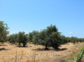 For sale:  land - Pelloponese (4116-551) | Dom2000.com