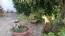 For sale:  home - Sithonia (5459-584) | Dom2000.com #35511388