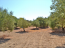 For sale:  land - Pelloponese (4110-611) | Dom2000.com #24448919