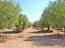 For sale:  land - Pelloponese (4110-611) | Dom2000.com #24448920