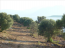 For sale:  land - Epirus (4117-619) | Dom2000.com #24524695