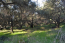 For sale:  land - Kerkyra (Corfu island) (4114-621) | Dom2000.com #24491967