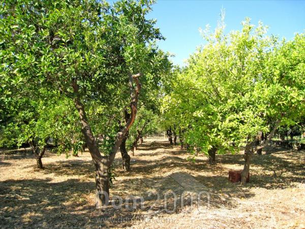 Продам земельный участок - Пелопоннес (4115-645) | Dom2000.com