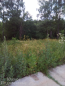 For sale:  land - д. Maloe Yascherovo (10638-649) | Dom2000.com #77856580