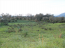 For sale:  land - Kerkyra (Corfu island) (4118-706) | Dom2000.com #24536221