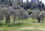 For sale:  land - Kassandra (4120-727) | Dom2000.com #24556884