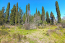 For sale:  land - Kerkyra (Corfu island) (4880-746) | Dom2000.com #31036245