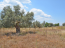 For sale:  land - Евія (4116-749) | Dom2000.com #24515495