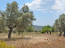 For sale:  land - Евія (4116-749) | Dom2000.com #24515498