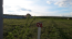 For sale:  land - ст. Shubino (9935-771) | Dom2000.com #69733719