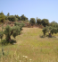 For sale:  land - Kassandra (4120-774) | Dom2000.com #24557511