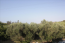 For sale:  home - Iraklion (crete) (6816-779) | Dom2000.com #45211644