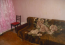 Lease 2-room apartment - Отрадный проспект, 22а str., Solom'yanskiy (9181-780) | Dom2000.com #62698758