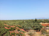 Продам земельный участок - Ираклио (Крит) (4116-782) | Dom2000.com