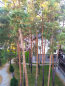 For sale:  3-room apartment in the new building - Подлесная ул., 21, Zazim'ya village (10694-784) | Dom2000.com #78601742