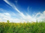 For sale:  land - Komariv village (9810-805) | Dom2000.com #68439854