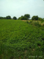 For sale:  land - Trostinka village (8371-821) | Dom2000.com #69223117
