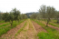 For sale:  land - Kerkyra (Corfu island) (4112-844) | Dom2000.com #24473888