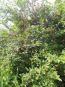 For sale:  home - 86 str., дп. Rosinka (10612-860) | Dom2000.com #77184685