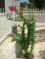 For sale:  1-room apartment - Kerkyra (Corfu island) (4118-868) | Dom2000.com #24538129