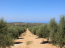 For sale:  land - Iraklion (crete) (4115-873) | Dom2000.com #24505821