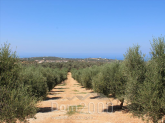 Продам земельный участок - Ираклио (Крит) (4115-873) | Dom2000.com