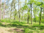 For sale:  land - Сосновая Роща, Irpin city (9113-885) | Dom2000.com #69026518
