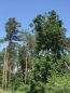 For sale:  land - Сосновая Роща, Irpin city (9113-885) | Dom2000.com #69026520