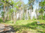 For sale:  land - Сосновая Роща, Irpin city (9113-885) | Dom2000.com #69026523