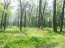 For sale:  land - Сосновая Роща, Irpin city (9113-885) | Dom2000.com #69026524