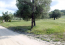 For sale:  land - Kassandra (4117-887) | Dom2000.com #24527710