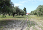 For sale:  land - Kassandra (4117-889) | Dom2000.com